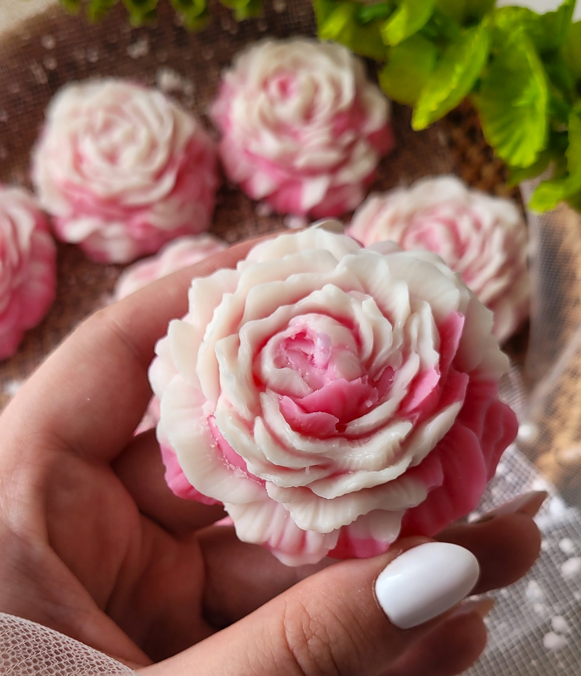 Piwonia Ombre w ozdobnym pudełku - na DZIEŃ NAUCZYCIELA - obrazek 5